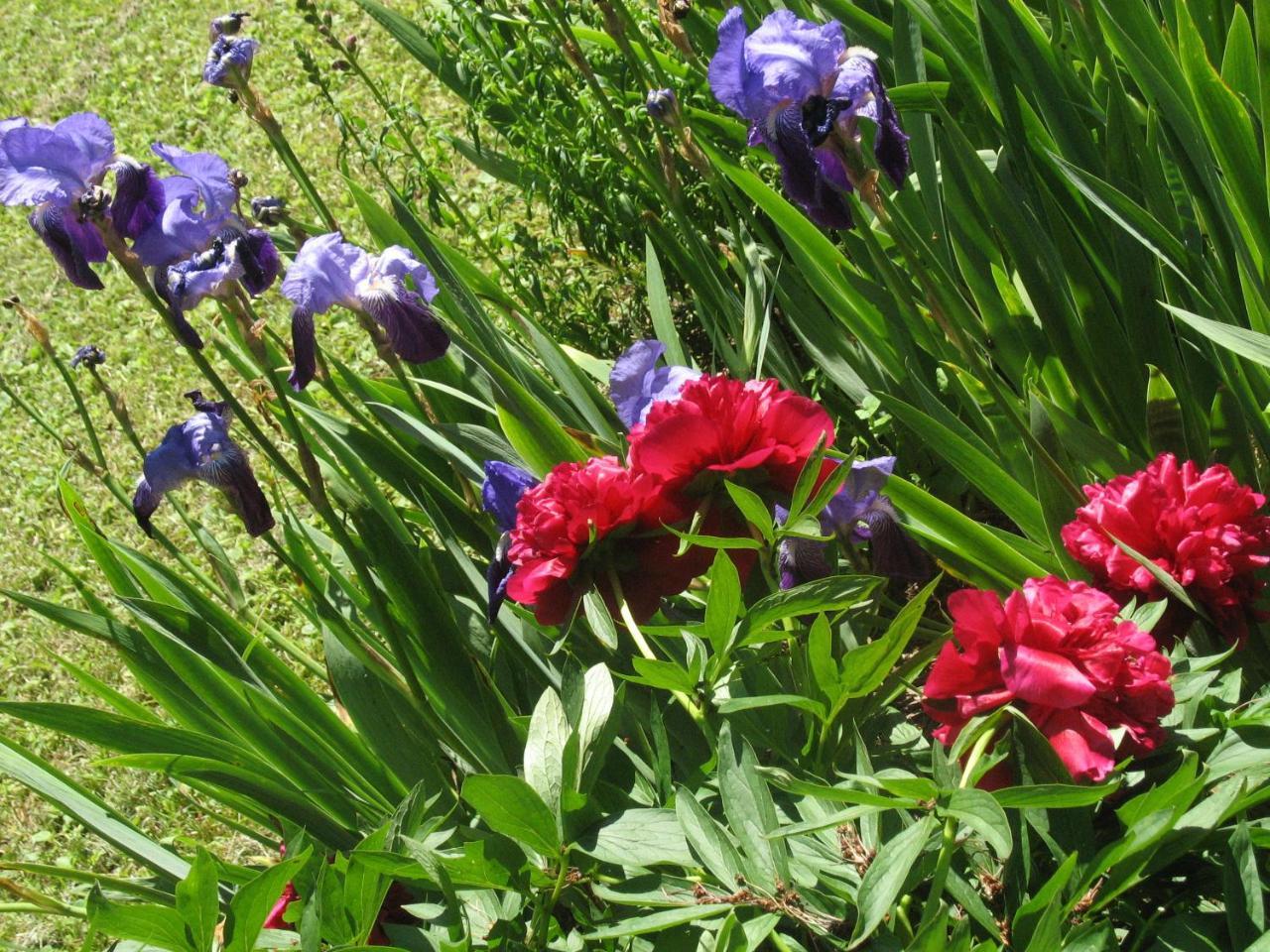 Les Jardins De La Grange Bed & Breakfast Rezonville Luaran gambar